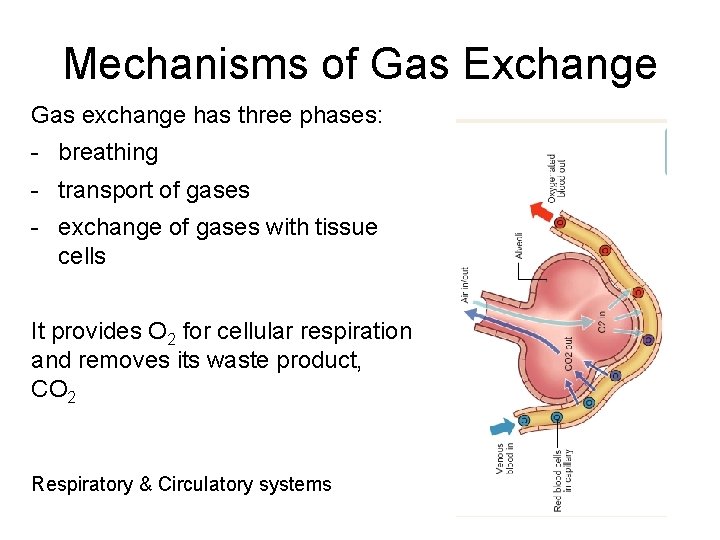 Mechanisms of Gas Exchange Gas exchange has three phases: - breathing - transport of
