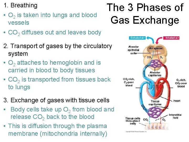 1. Breathing • O 2 is taken into lungs and blood vessels The 3