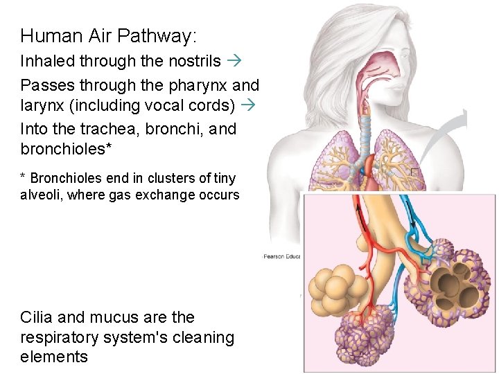 Human Air Pathway: Inhaled through the nostrils Passes through the pharynx and larynx (including