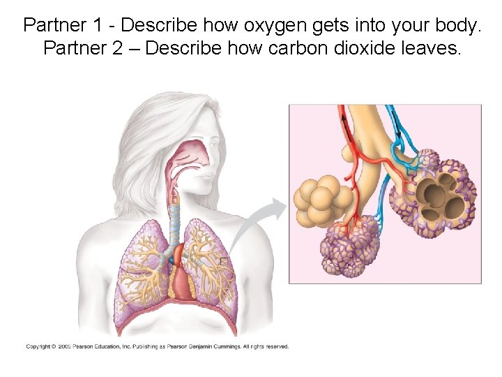 Partner 1 - Describe how oxygen gets into your body. Partner 2 – Describe