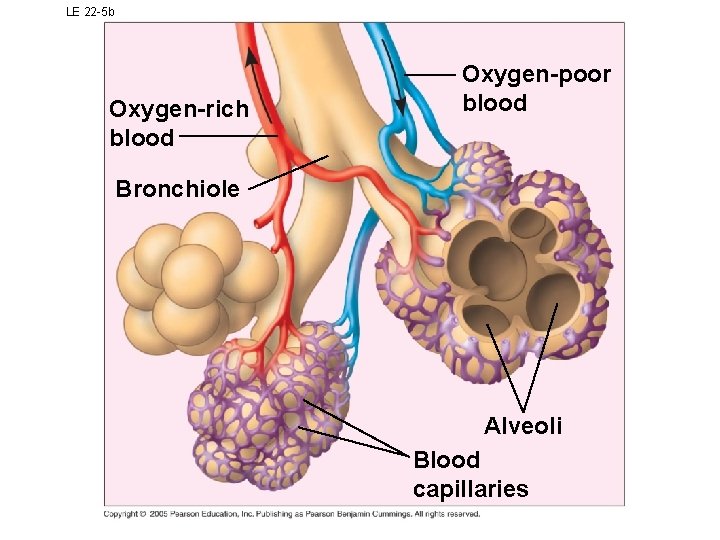 LE 22 -5 b Oxygen-rich blood Oxygen-poor blood Bronchiole Alveoli Blood capillaries 