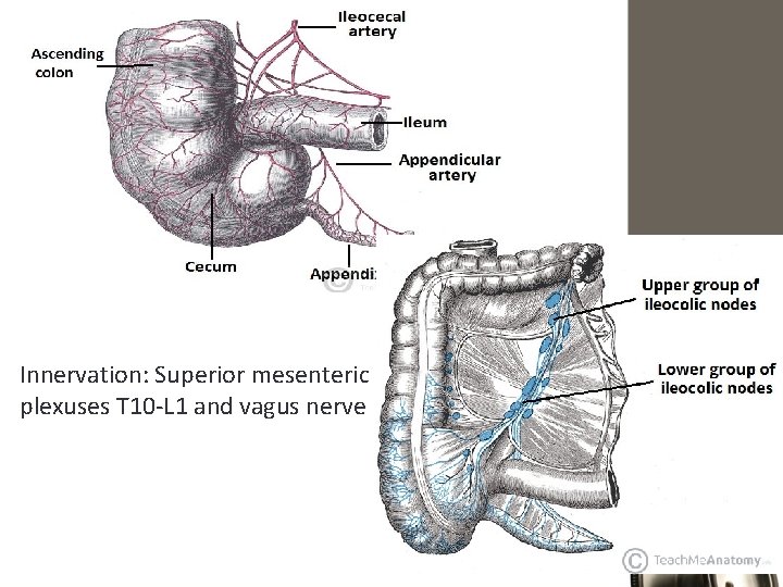 Innervation: Superior mesenteric plexuses T 10 -L 1 and vagus nerve 