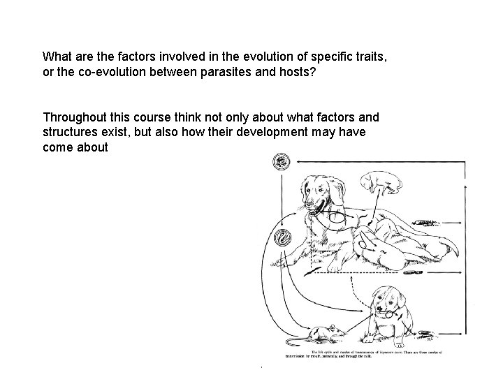 What are the factors involved in the evolution of specific traits, or the co-evolution