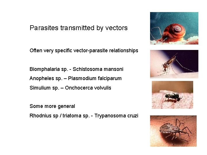 Parasites transmitted by vectors Often very specific vector-parasite relationships Biomphalaria sp. - Schistosoma mansoni
