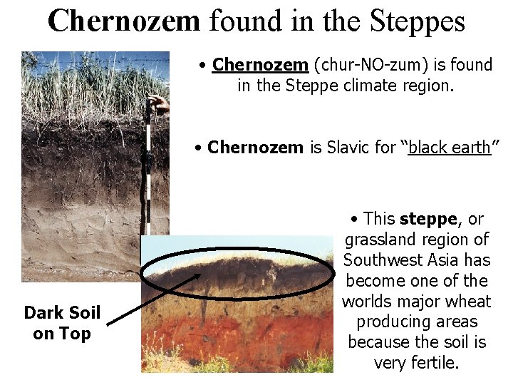 Chernozem found in the Steppes • Chernozem (chur-NO-zum) is found in the Steppe climate