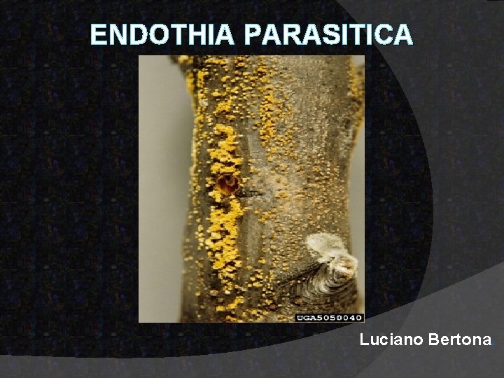 ENDOTHIA PARASITICA Luciano Bertona. 