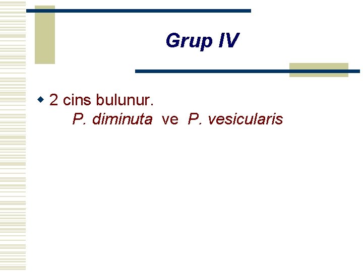 Grup IV w 2 cins bulunur. P. diminuta ve P. vesicularis 