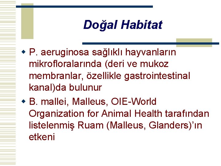 Doğal Habitat w P. aeruginosa sağlıklı hayvanların mikrofloralarında (deri ve mukoz membranlar, özellikle gastrointestinal