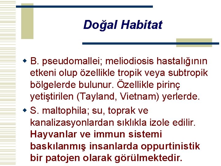 Doğal Habitat w B. pseudomallei; meliodiosis hastalığının etkeni olup özellikle tropik veya subtropik bölgelerde