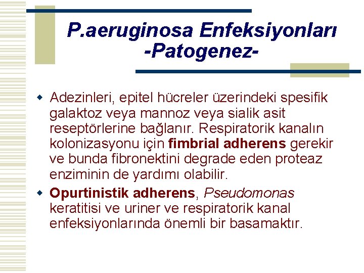 P. aeruginosa Enfeksiyonları -Patogenezw Adezinleri, epitel hücreler üzerindeki spesifik galaktoz veya mannoz veya sialik