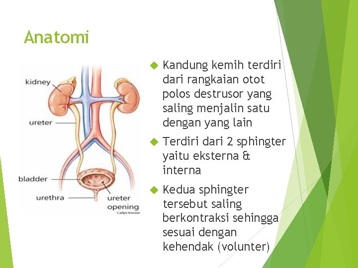 Anatomi Kandung kemih terdiri dari rangkaian otot polos destrusor yang saling menjalin satu dengan
