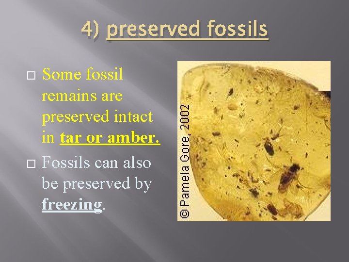 4) preserved fossils Some fossil remains are preserved intact in tar or amber. Fossils
