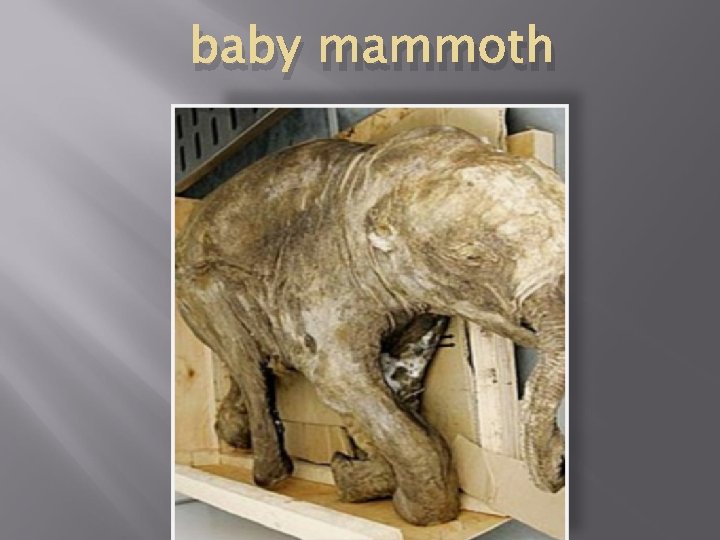 baby mammoth 