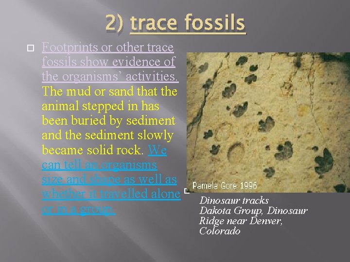 2) trace fossils Footprints or other trace fossils show evidence of the organisms’ activities.