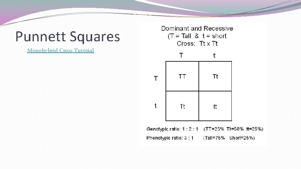 Punnett Squares Monohybrid Cross Tutorial 