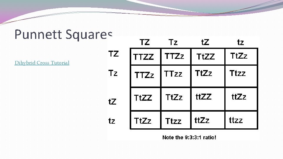 Punnett Squares Dihybrid Cross Tutorial 