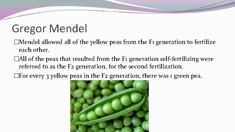 Gregor Mendel �Mendel allowed all of the yellow peas from the F 1 generation