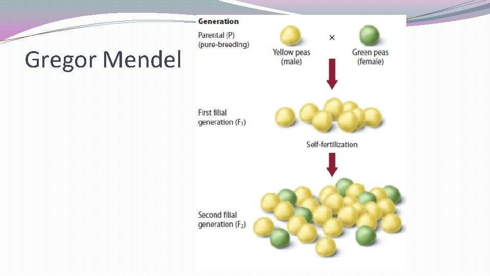 Gregor Mendel 