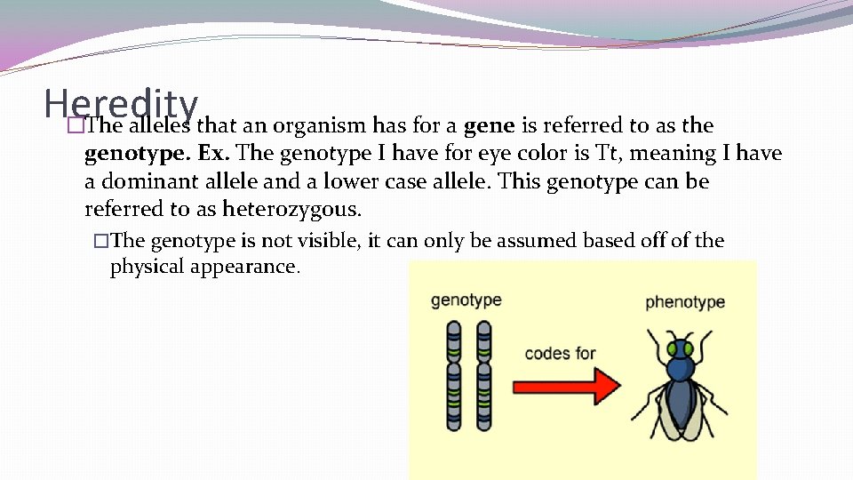 Heredity �The alleles that an organism has for a gene is referred to as