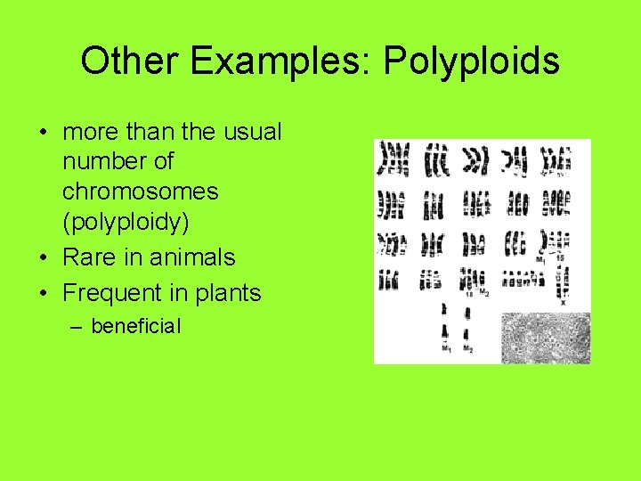 Other Examples: Polyploids • more than the usual number of chromosomes (polyploidy) • Rare