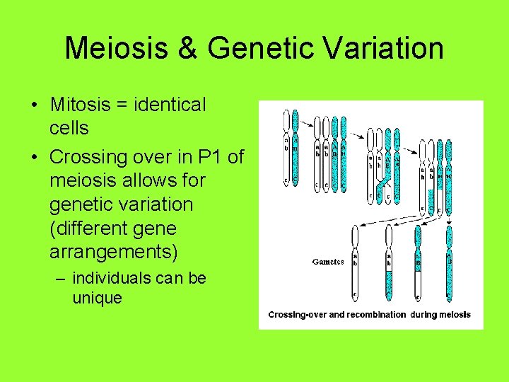 Meiosis & Genetic Variation • Mitosis = identical cells • Crossing over in P