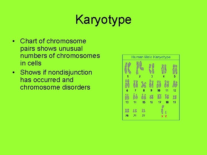 Karyotype • Chart of chromosome pairs shows unusual numbers of chromosomes in cells •