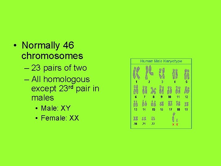  • Normally 46 chromosomes – 23 pairs of two – All homologous except