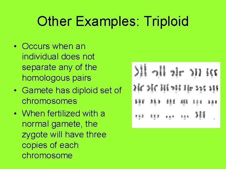 Other Examples: Triploid • Occurs when an individual does not separate any of the