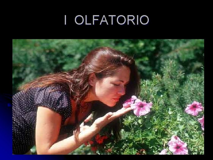 I OLFATORIO 