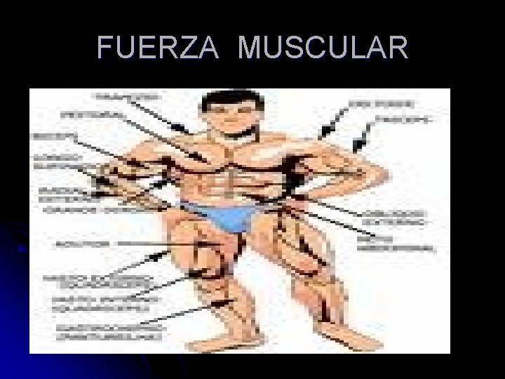 FUERZA MUSCULAR 