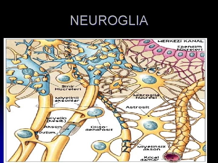 NEUROGLIA 