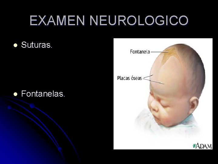 EXAMEN NEUROLOGICO l Suturas. l Fontanelas. 