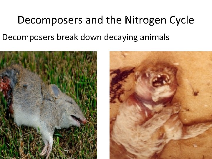 Decomposers and the Nitrogen Cycle Decomposers break down decaying animals 