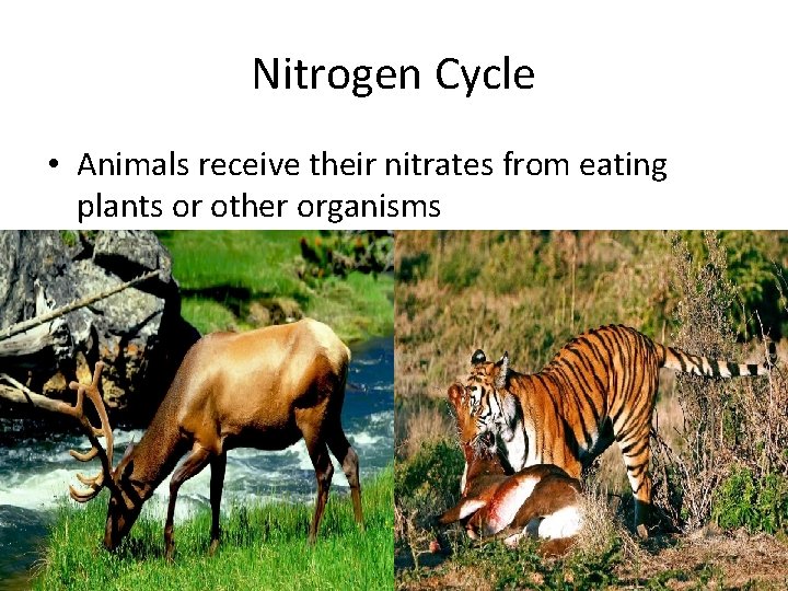 Nitrogen Cycle • Animals receive their nitrates from eating plants or other organisms 