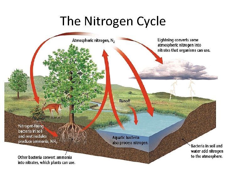 The Nitrogen Cycle 