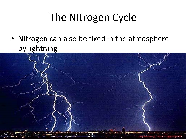 The Nitrogen Cycle • Nitrogen can also be fixed in the atmosphere by lightning