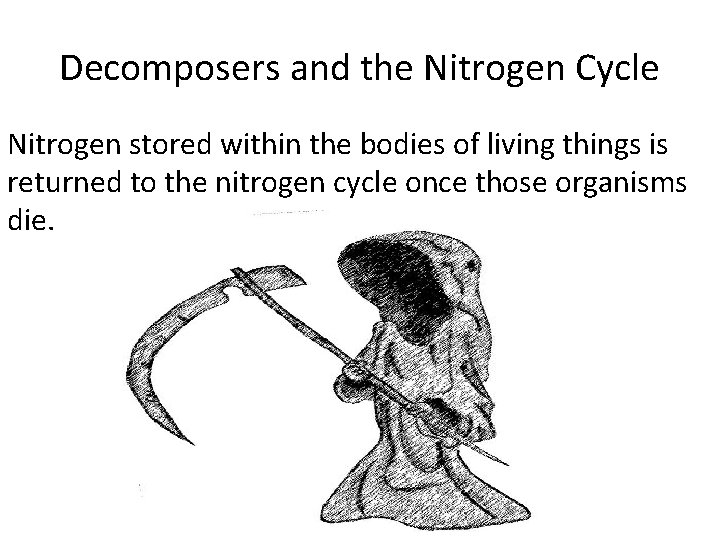 Decomposers and the Nitrogen Cycle Nitrogen stored within the bodies of living things is