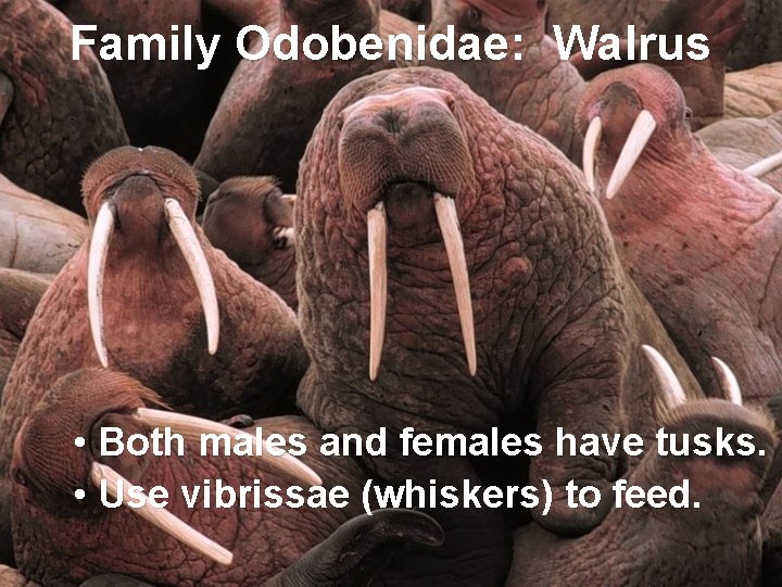 Family Odobenidae: Walrus • Both males and females have tusks. • Use vibrissae (whiskers)