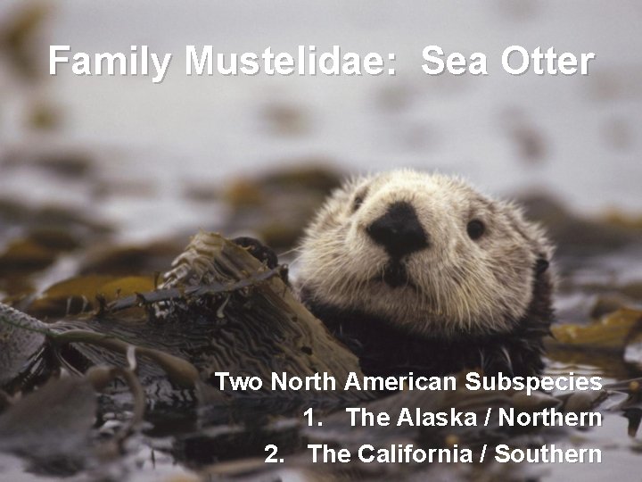 Family Mustelidae: Sea Otter Two North American Subspecies 1. The Alaska / Northern 2.