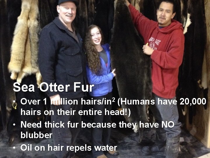 Sea Otter Fur • Over 1 million hairs/in 2 (Humans have 20, 000 hairs