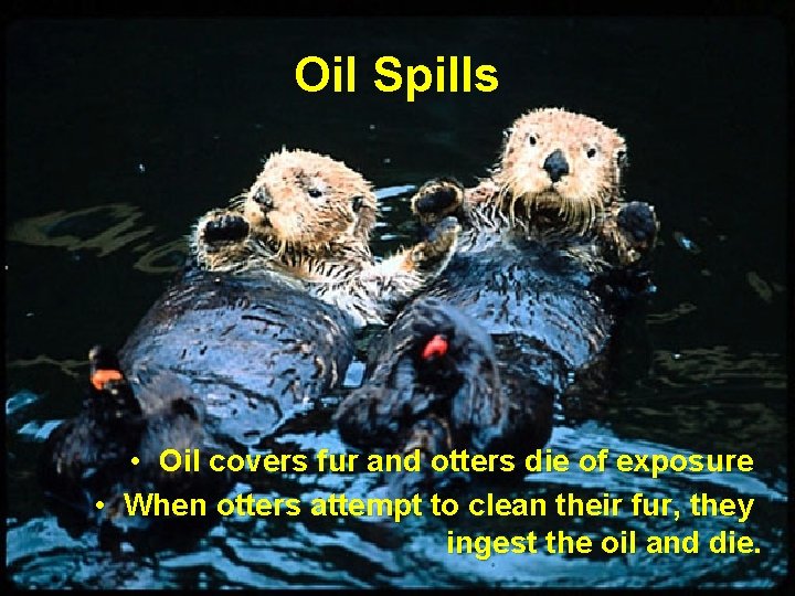 Oil Spills • Oil covers fur and otters die of exposure • When otters