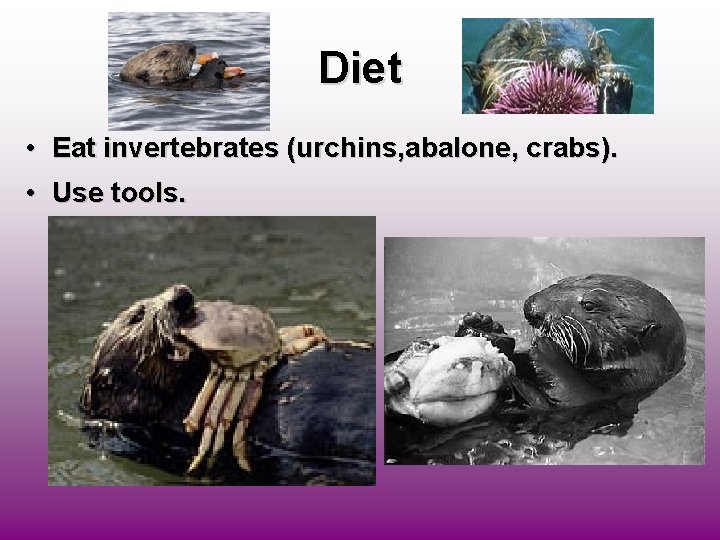 Diet • Eat invertebrates (urchins, abalone, crabs). • Use tools. 