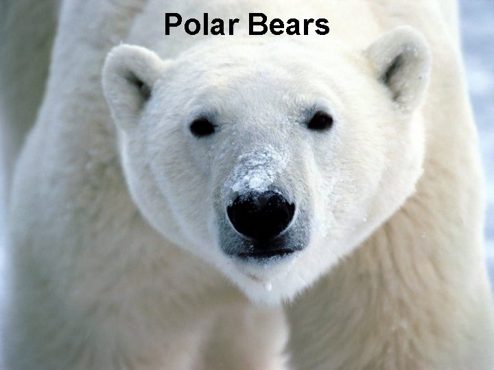 Polar Bears 