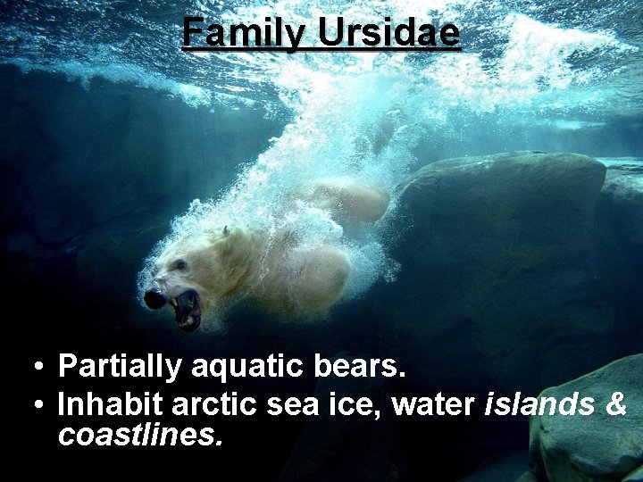 Family Ursidae • Partially aquatic bears. • Inhabit arctic sea ice, water islands &