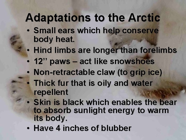 Adaptations to the Arctic • Small ears which help conserve body heat. • Hind