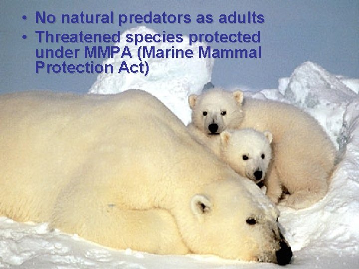 • No natural predators as adults • Threatened species protected under MMPA (Marine