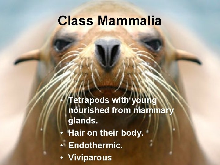 Class Mammalia • Tetrapods with young nourished from mammary glands. • Hair on their