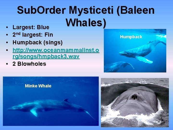  • • Sub. Order Mysticeti (Baleen Whales) Largest: Blue 2 nd largest: Fin