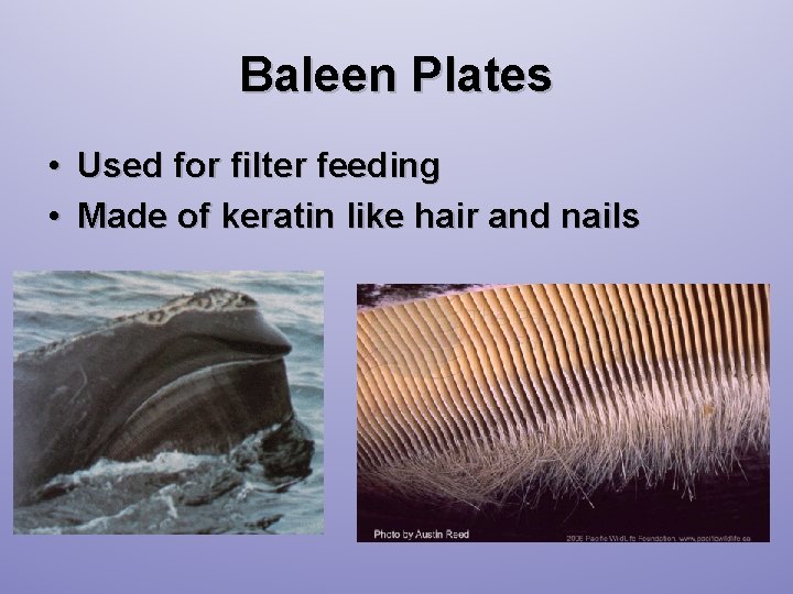 Baleen Plates • Used for filter feeding • Made of keratin like hair and