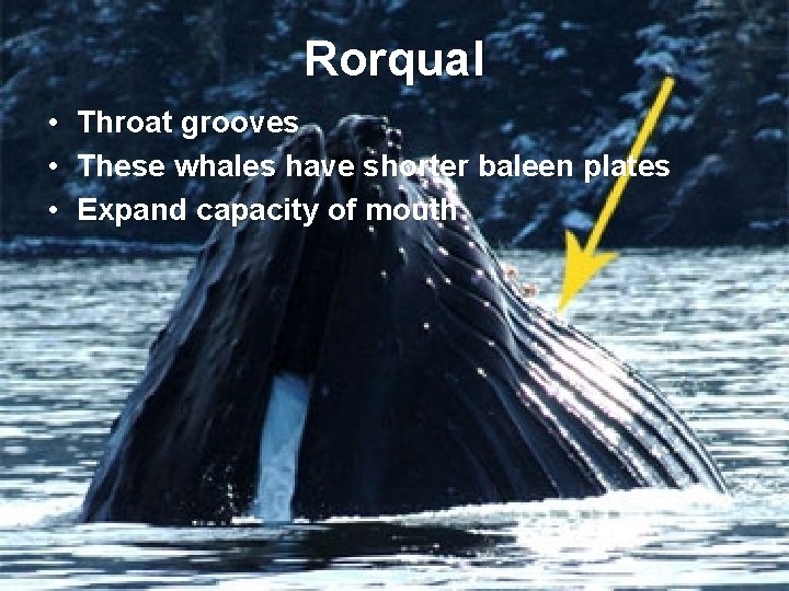 Rorqual • Throat grooves • These whales have shorter baleen plates • Expand capacity